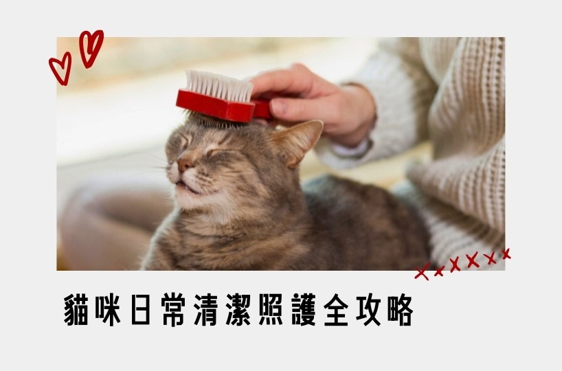 貓咪日常清潔照護全攻略
