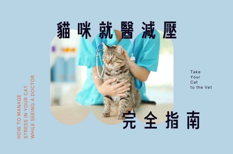 貓咪就醫減壓完全指南
