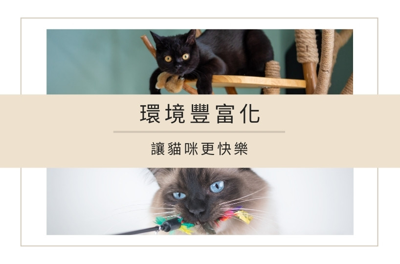 環境豐富化:營造貓咪的快樂生活