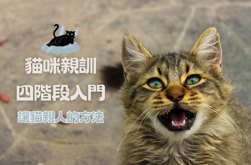 貓咪親訓四階段入門 讓貓變親人的方法