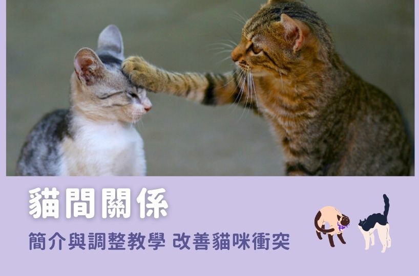 貓間關係:簡介與調整教學