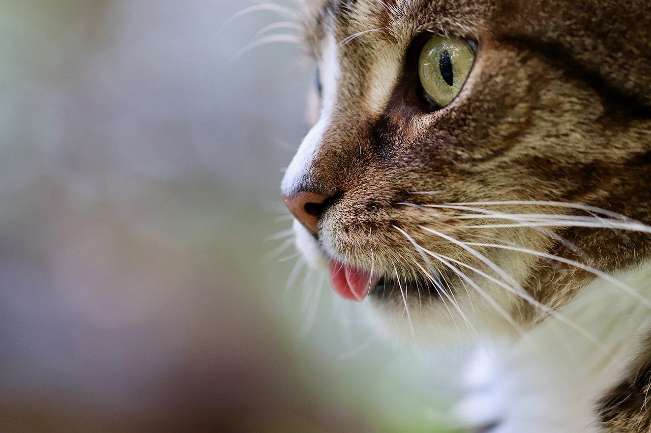 cat, cat tongue, cat's eyes