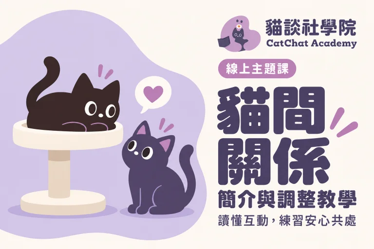 貓間關係:簡介與調整教學
