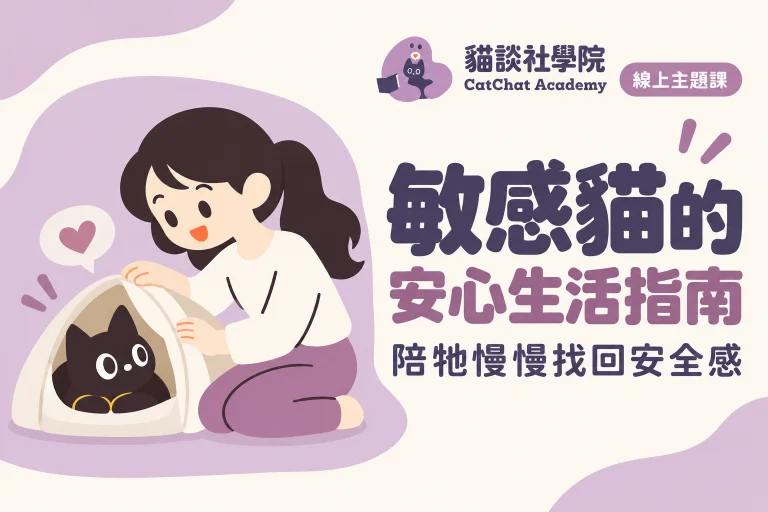 敏感貓的安心生活指南